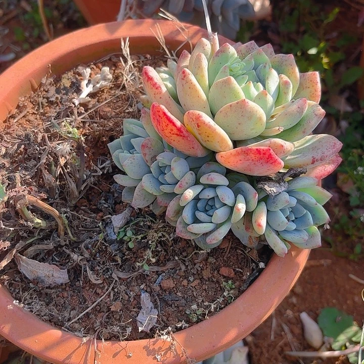 多肉植物？。。。。。。。。。。。。。。。