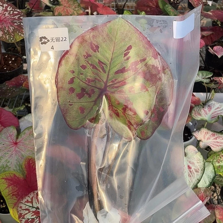 无花朵Q252袋装发货