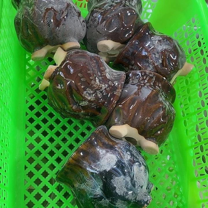 花盆抢购清货马上开始