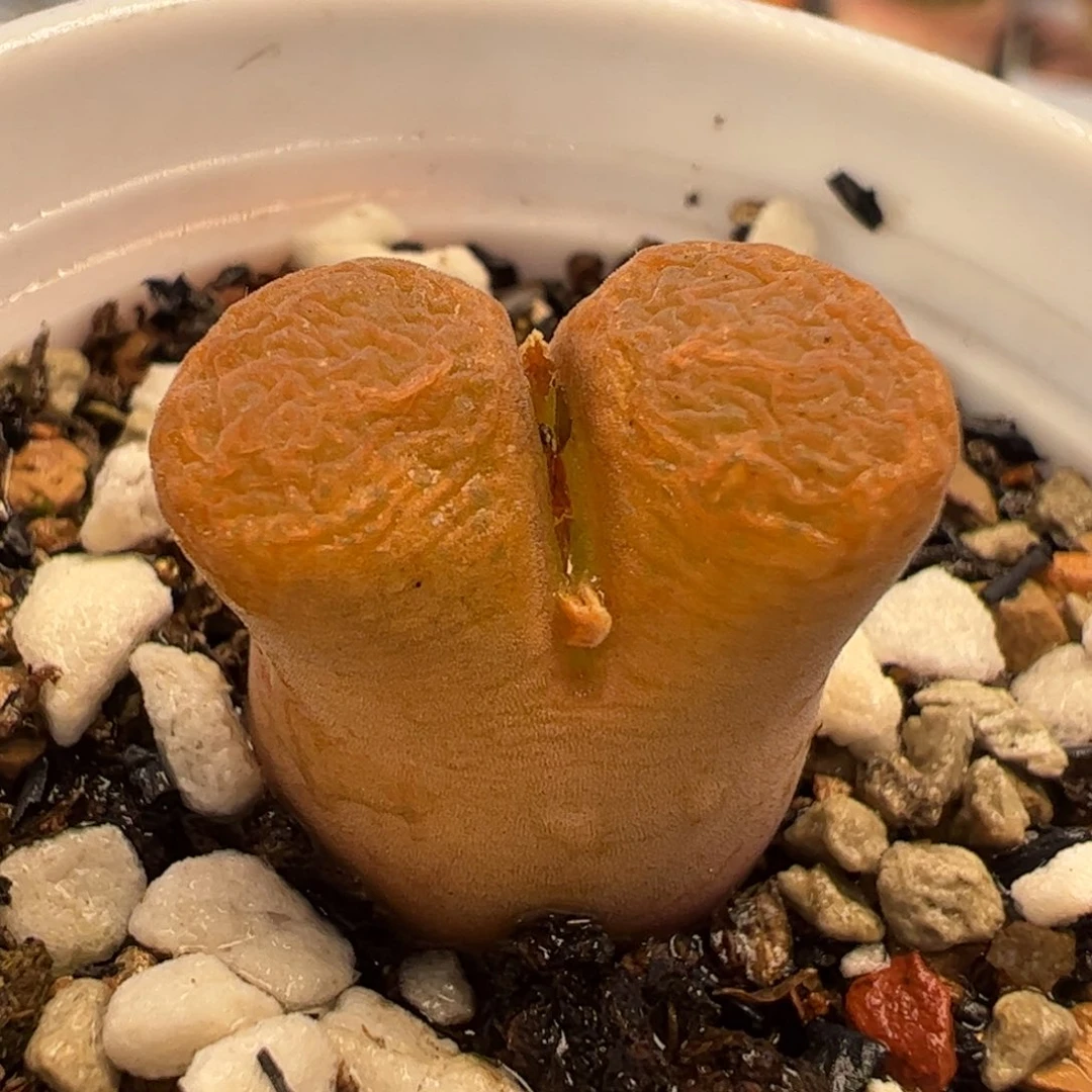 418多肉植物百科