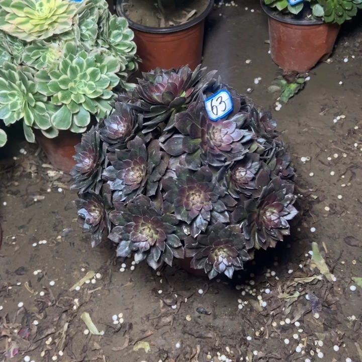 多肉植物男爵法师63