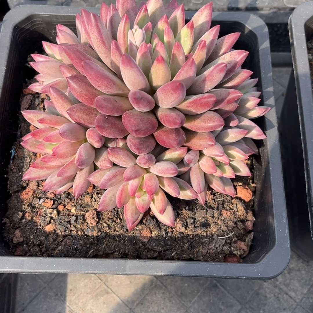 流沙虞美人脱土发货