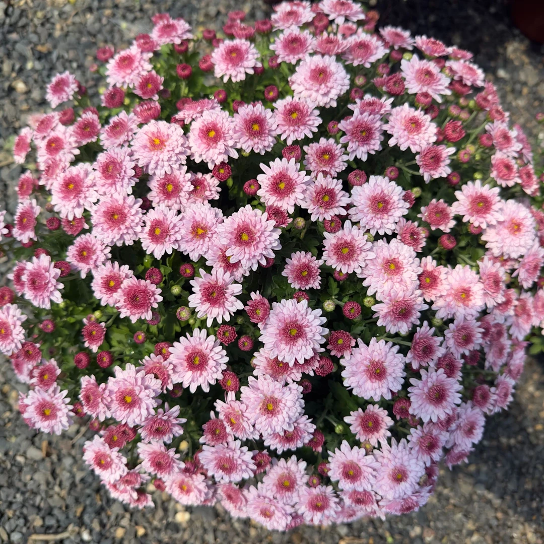 1加仑草莓甜心千头菊球菊易爆花耐寒耐热多年生植物原盆原土THL
