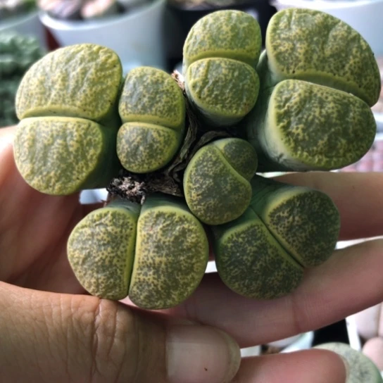 0824，10年群如图