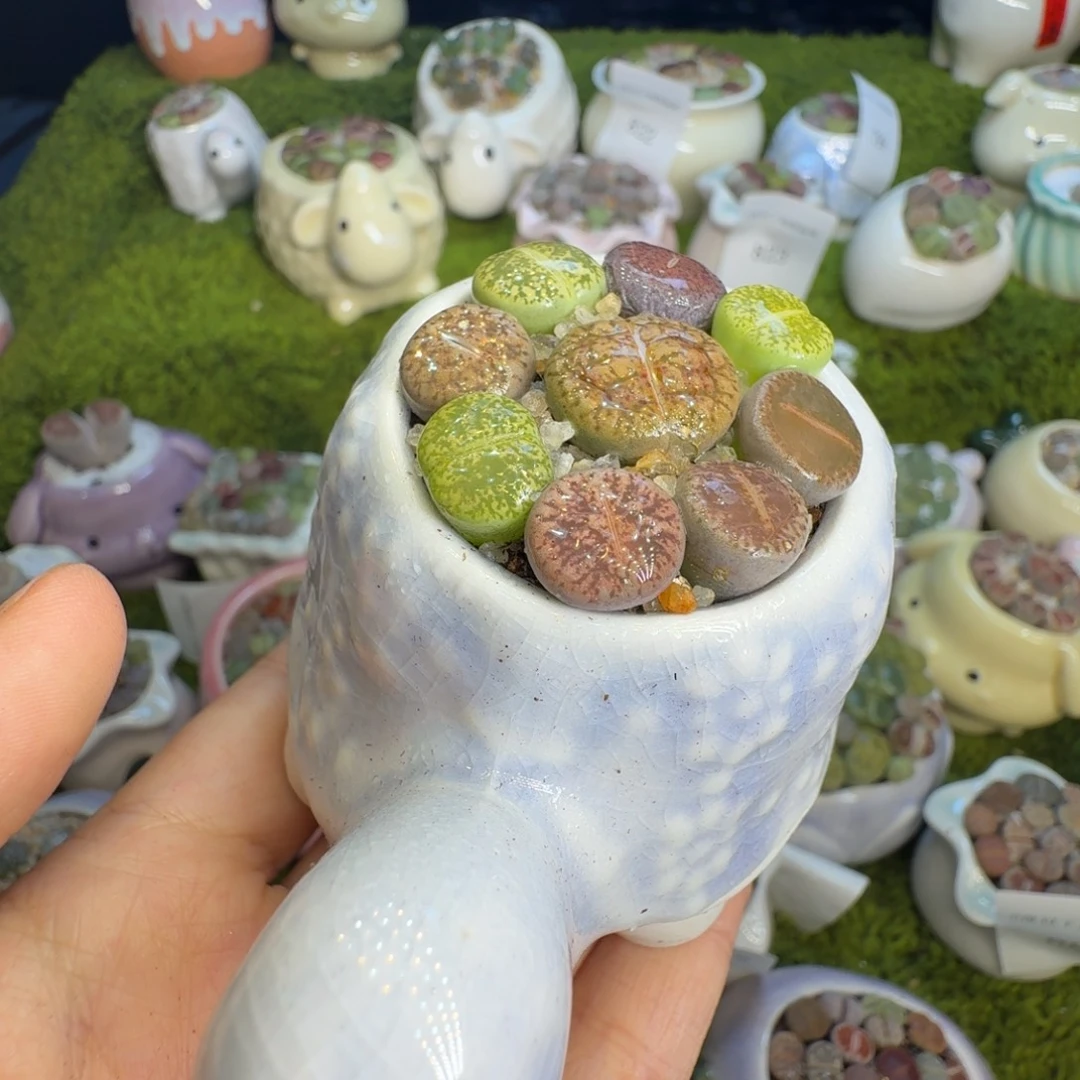 多肉植物福利冲826