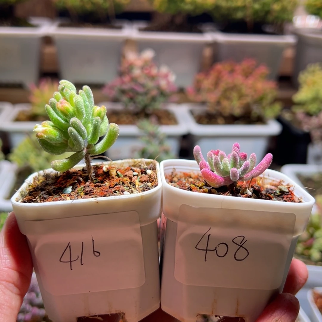 *****组合一物一拍包开箱