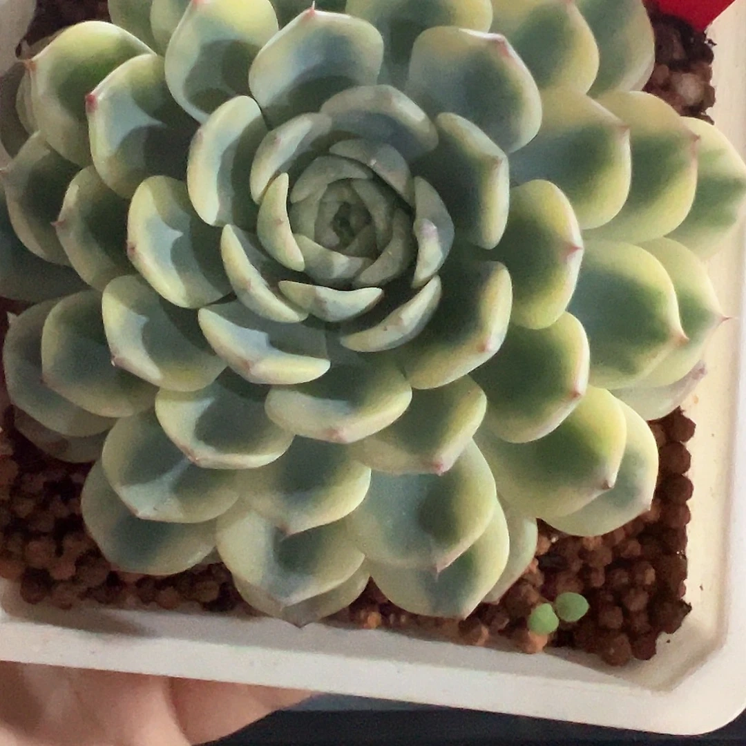 33号姬莲锦多肉植物