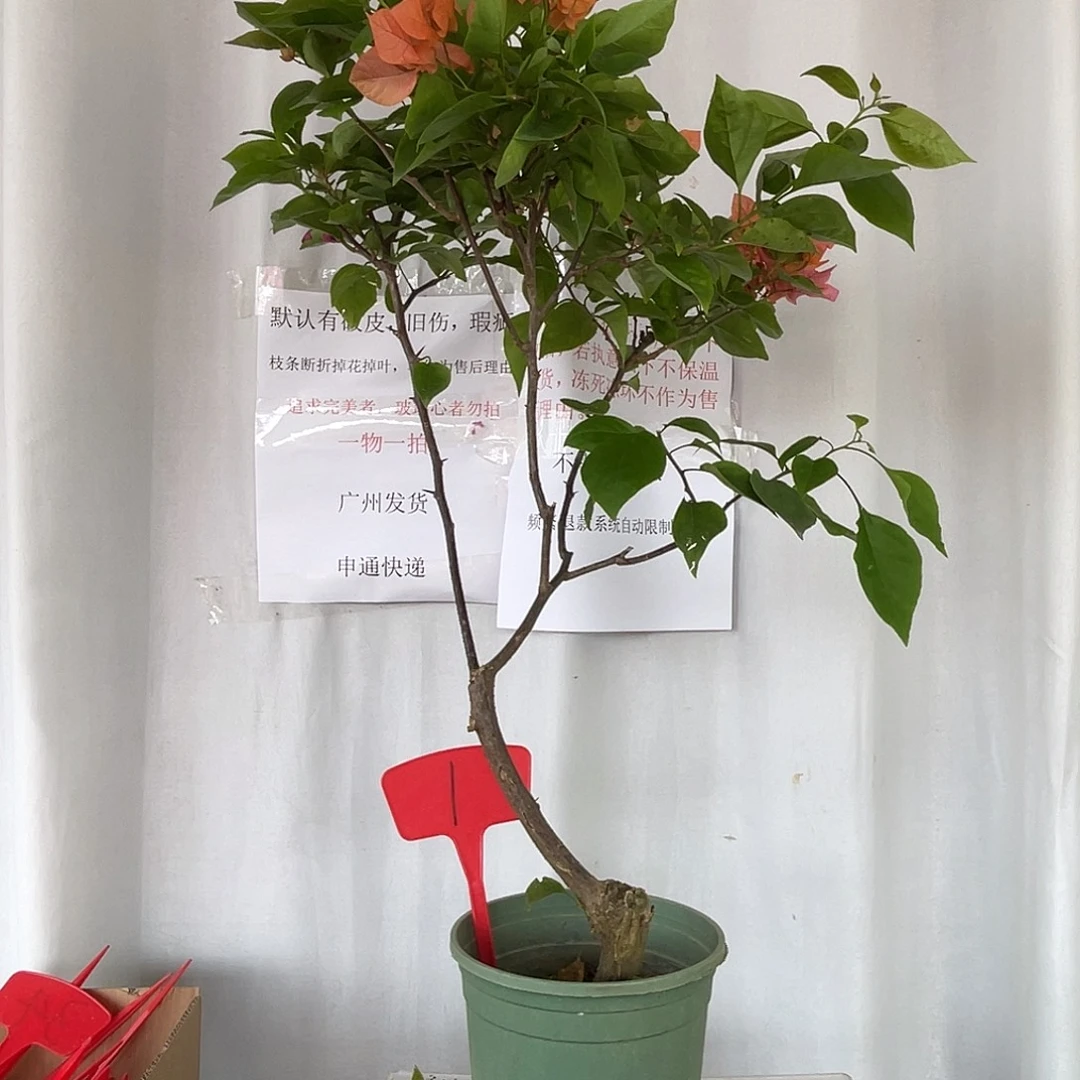 当前无花栽培后可以开花1波妹桩默认有破皮旧伤