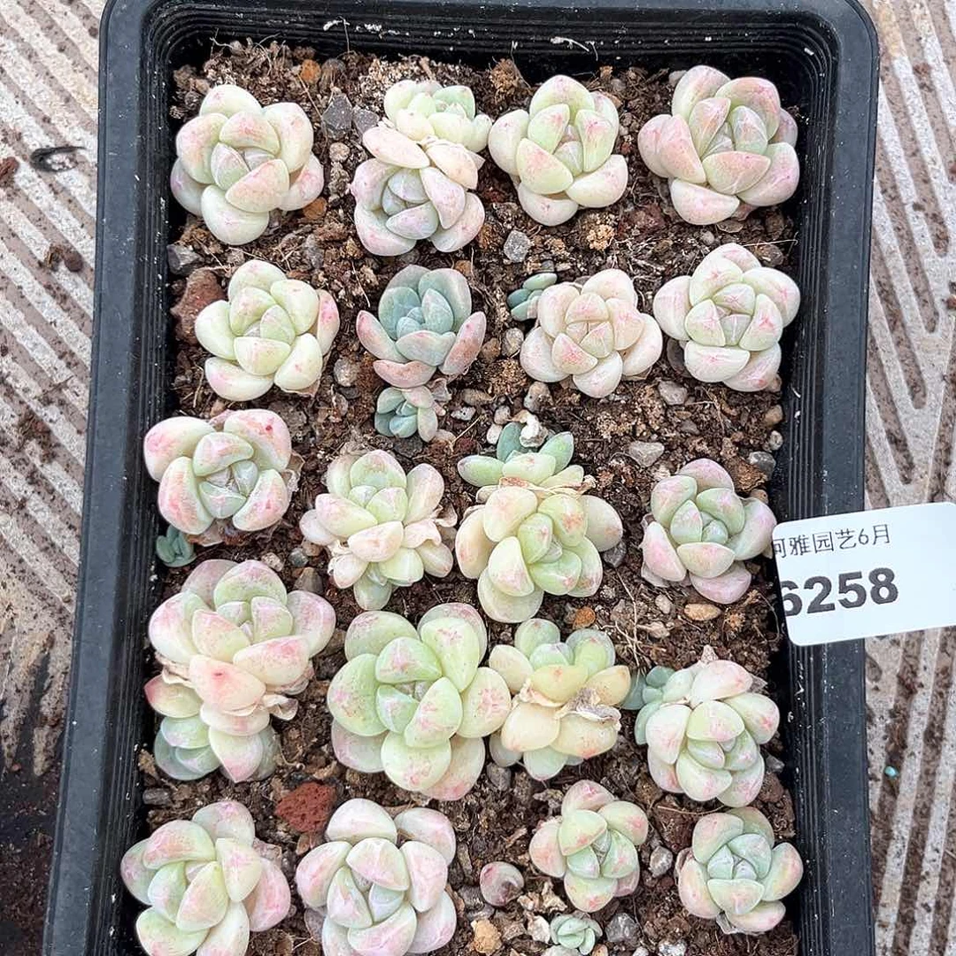 阿雅园艺。      6258