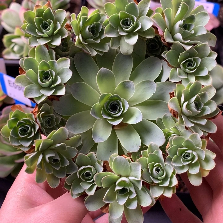 一物一拍星辰福利005