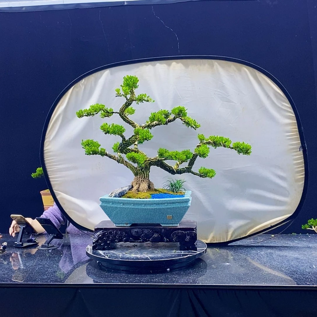 无花朵黄杨盆景造型