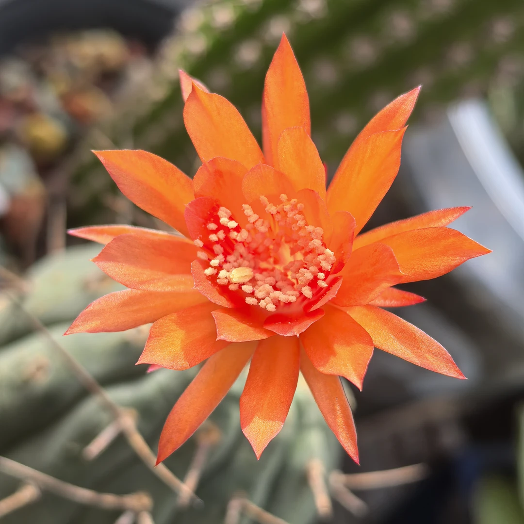 奇仙玉仙人球龟甲纹好养趣味仙人掌绿植