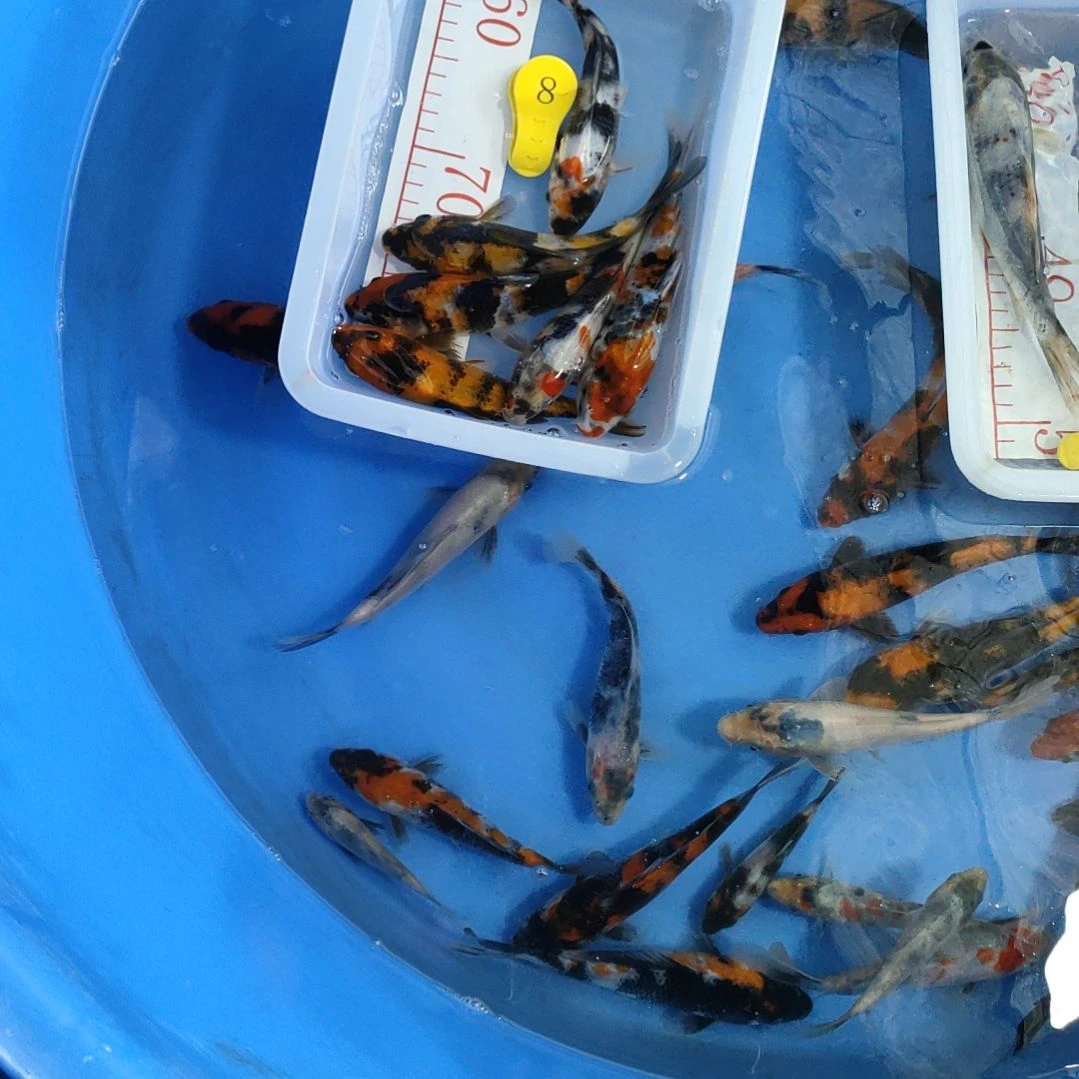锦鲤红白大正昭和菲血白写