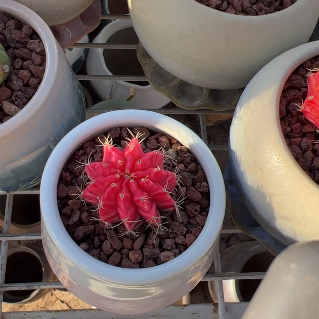 新疆包邮 牡丹锦带盆