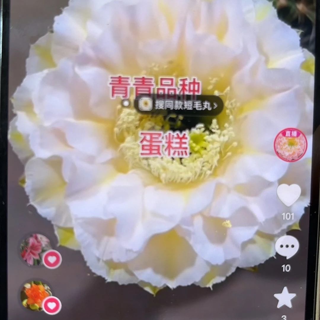 小***紫彩草青青蛋糕侧牙5.5公分左右