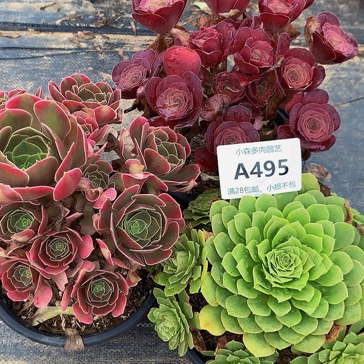 L*495翡翠冰魅金香妃不包生死