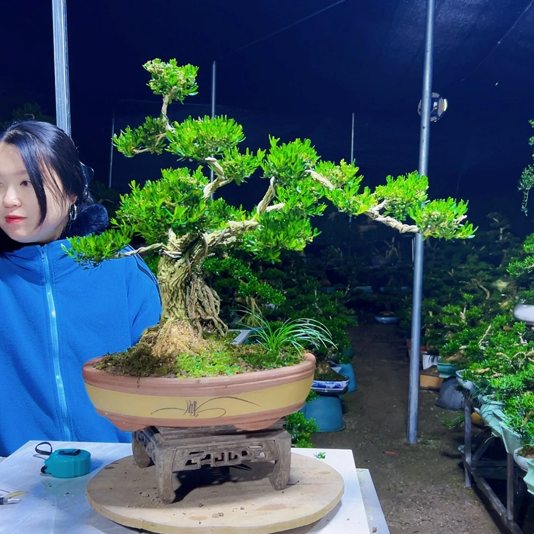 姐***部无花朵黄杨木