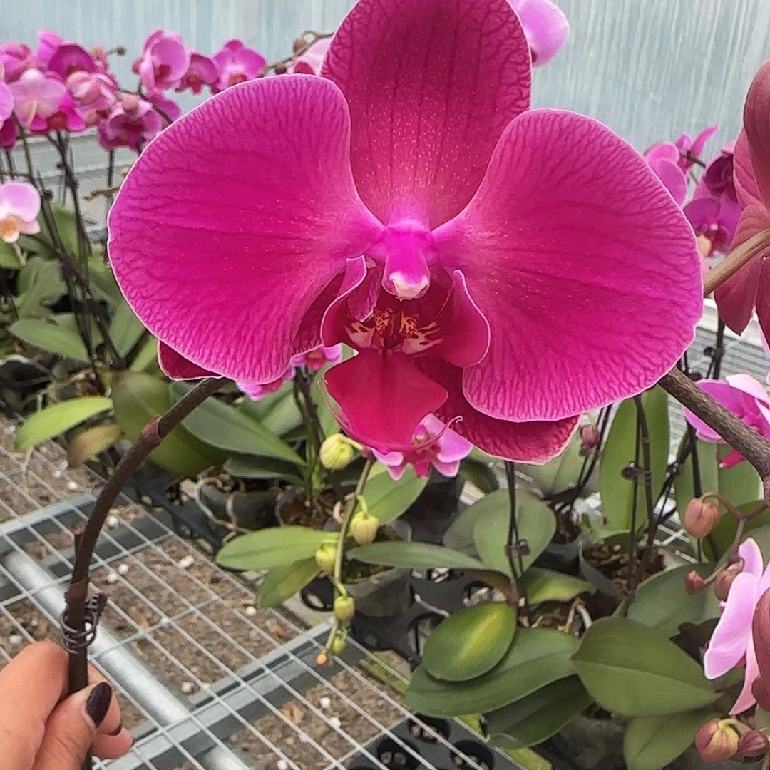大部分花苞少量开放A013无售后带花发