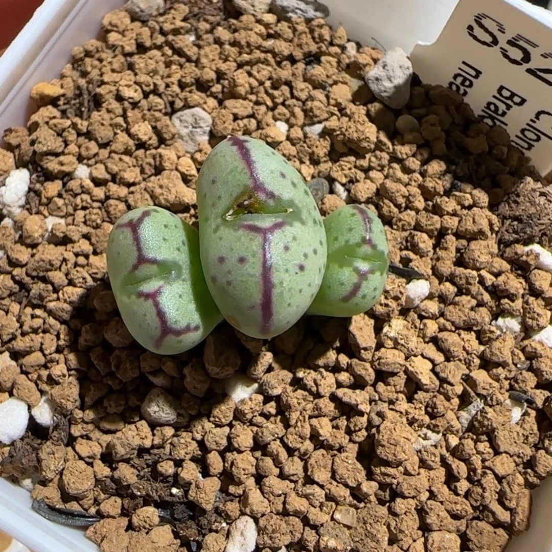 肉锥多肉植物组合-龙姬104