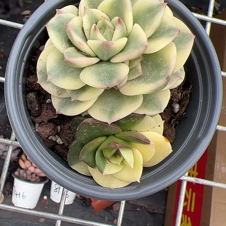 蜡牡丹锦多肉植物精品