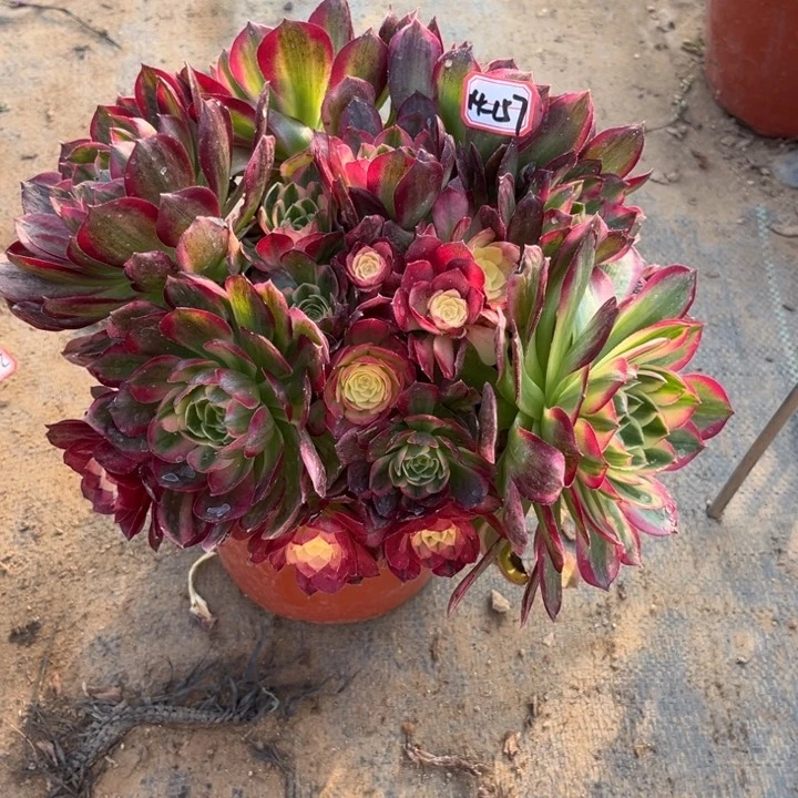 14-157海王朵朵多肉植物