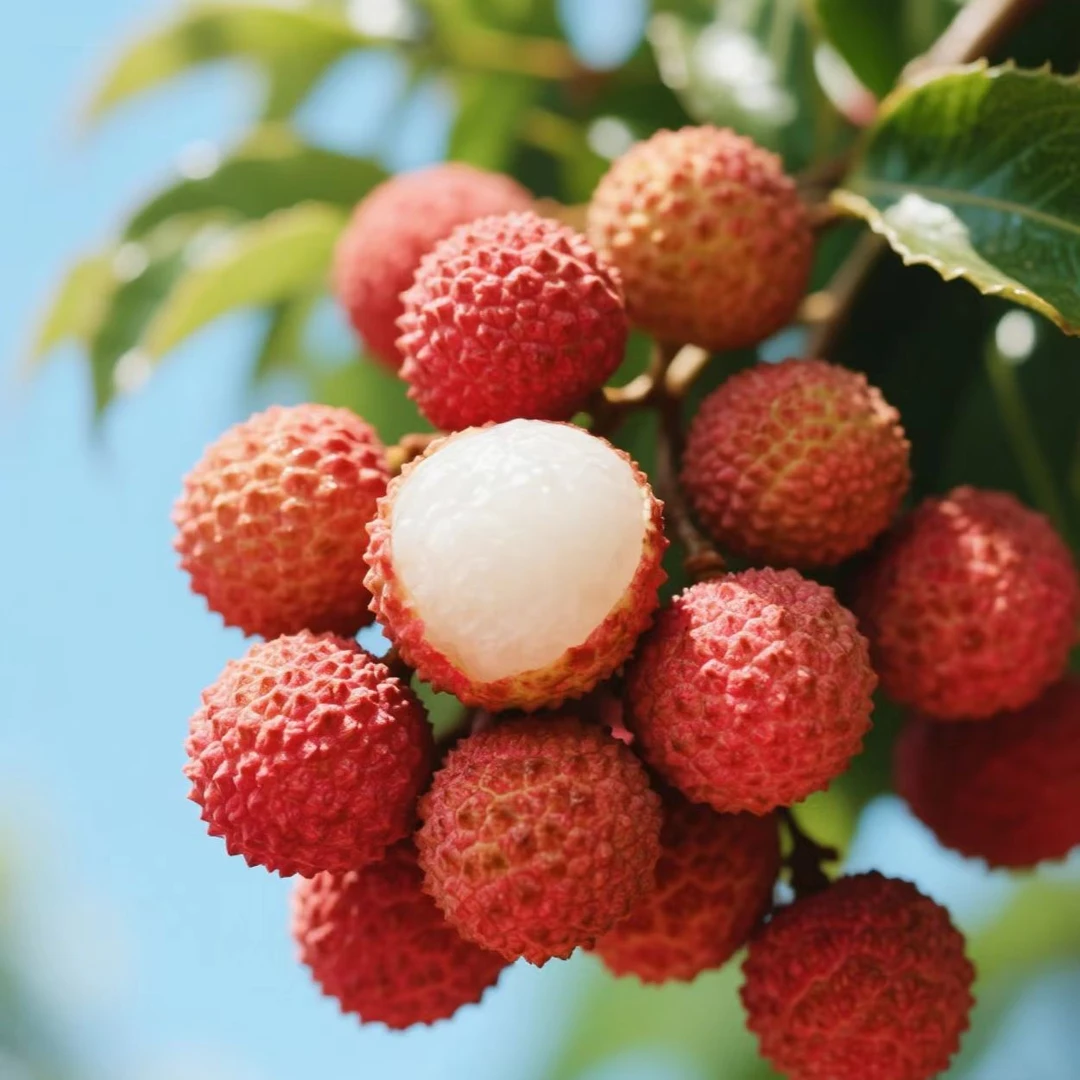 【双肩玉荷包空运】福建漳州玉荷包荔枝爆甜新鲜现摘现发老树