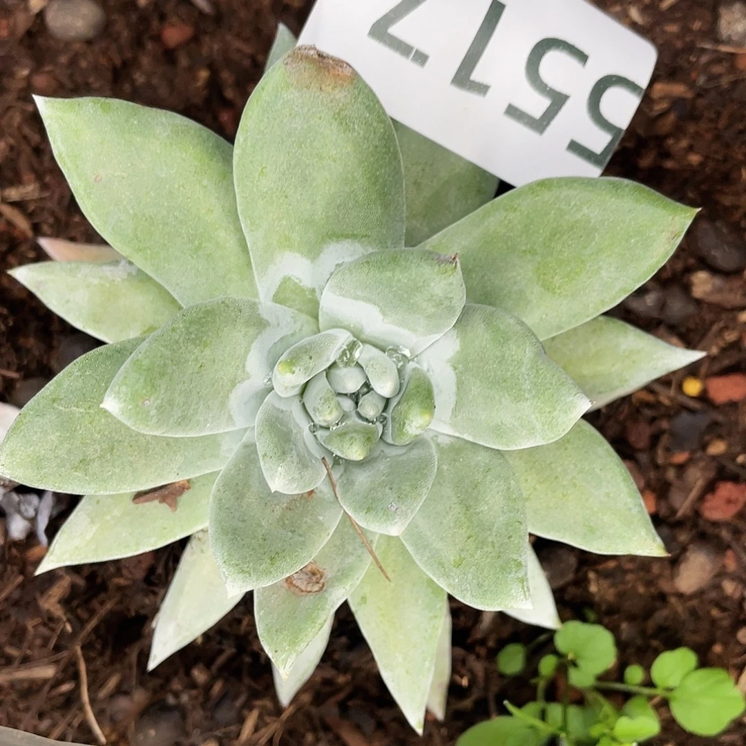 牡丹苹果叶单头量拍5517