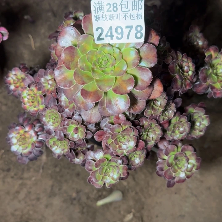 24978南晚霞多肉植物