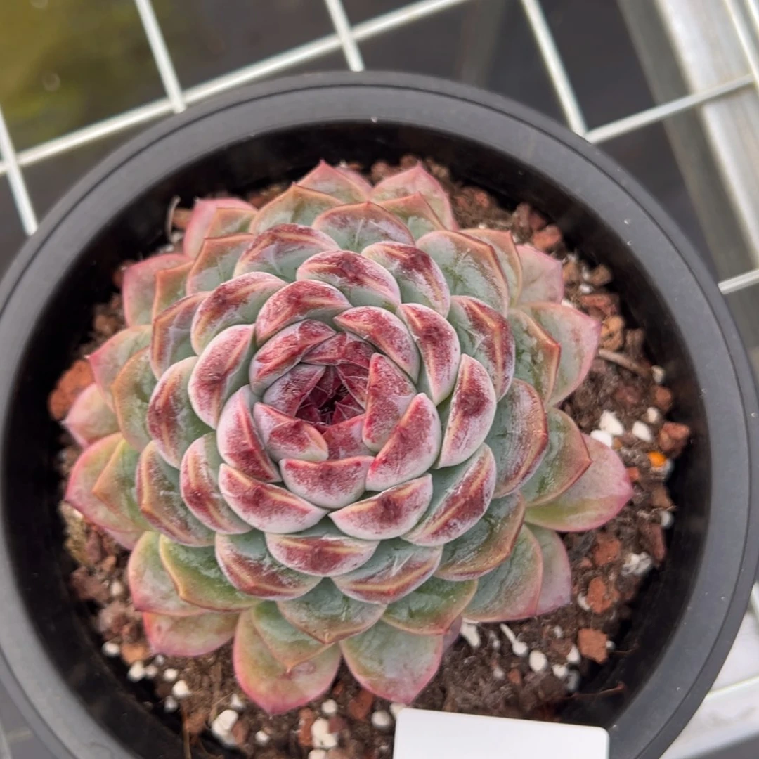 洛**r3557r r r r r r