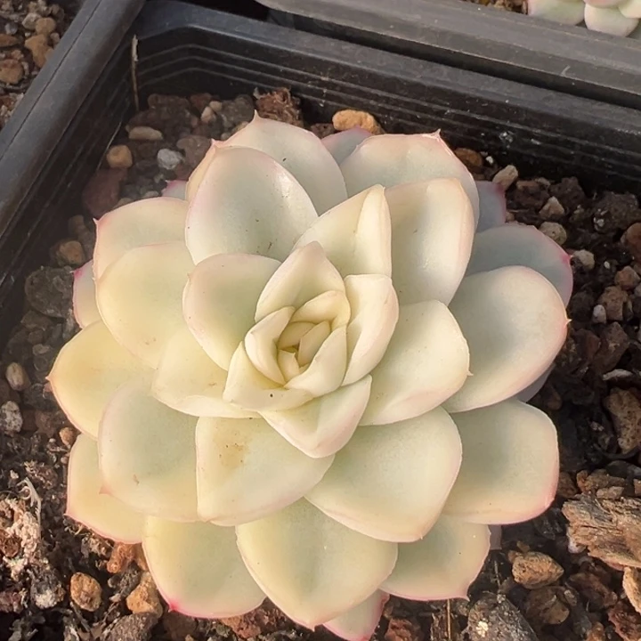 血鸢锦一物一拍锦龙