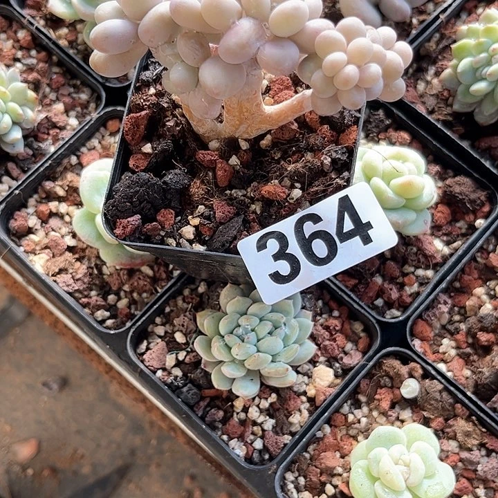 ?**?多肉植物一物一拍