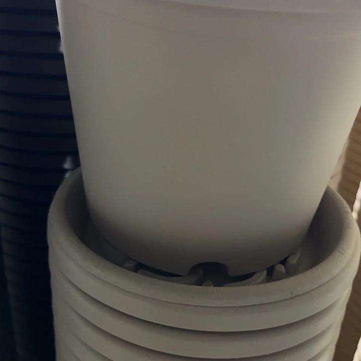 四季4号灰白带托10号的特价微瑕