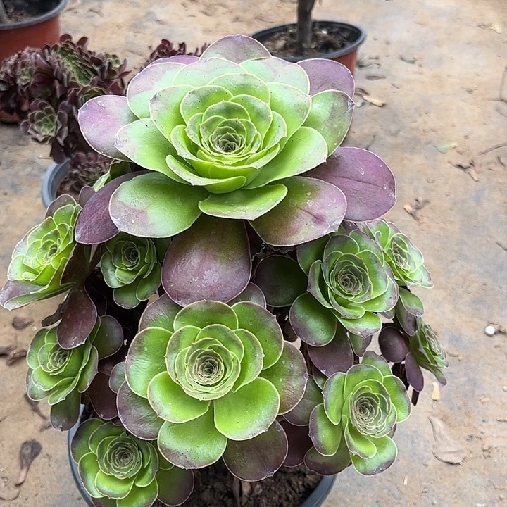 多肉植物瑰金69号