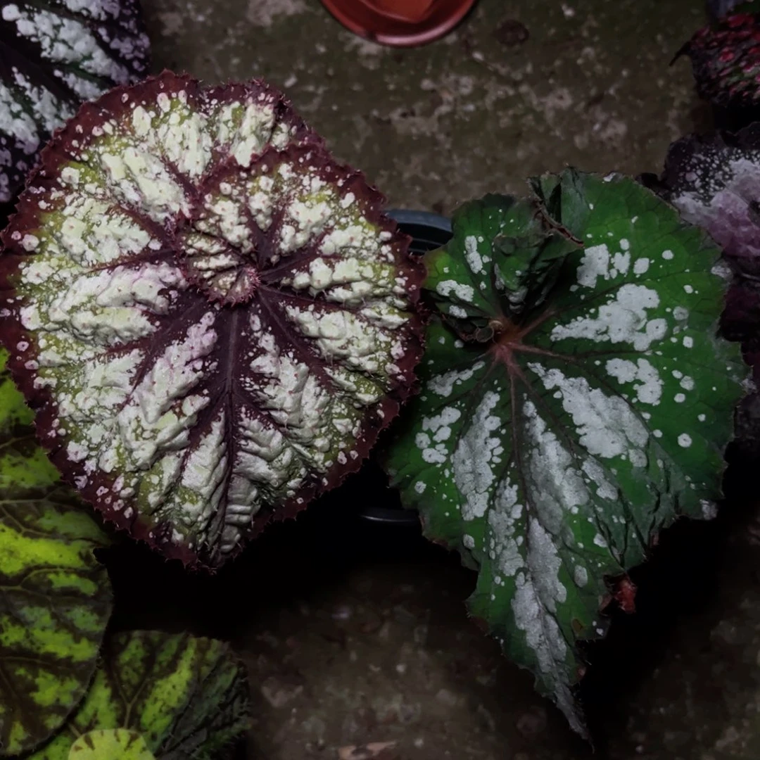 ***ㅤ完全开放泰国杂菜