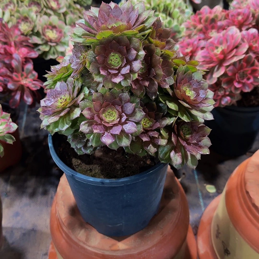 老庄红魔法师35.8