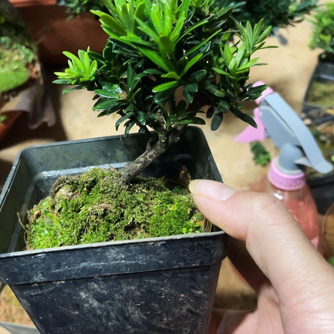 用***9无花朵罗汉松盆景品红色