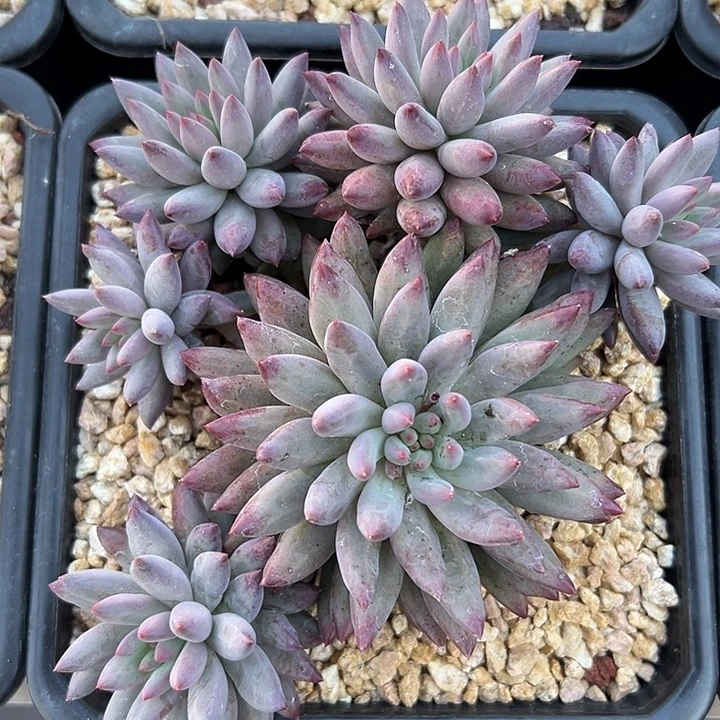 群生多头流沙虞美人