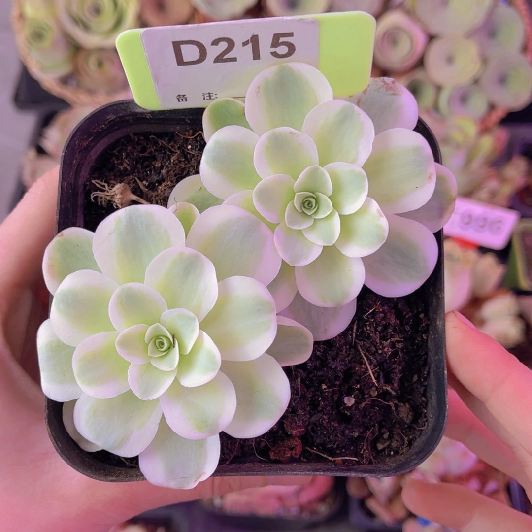 单品一物一拍黄锦春晓215