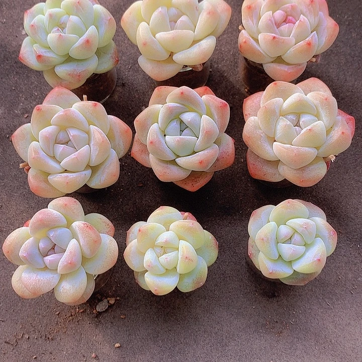 一物一拍，1福利精控小单头9颗