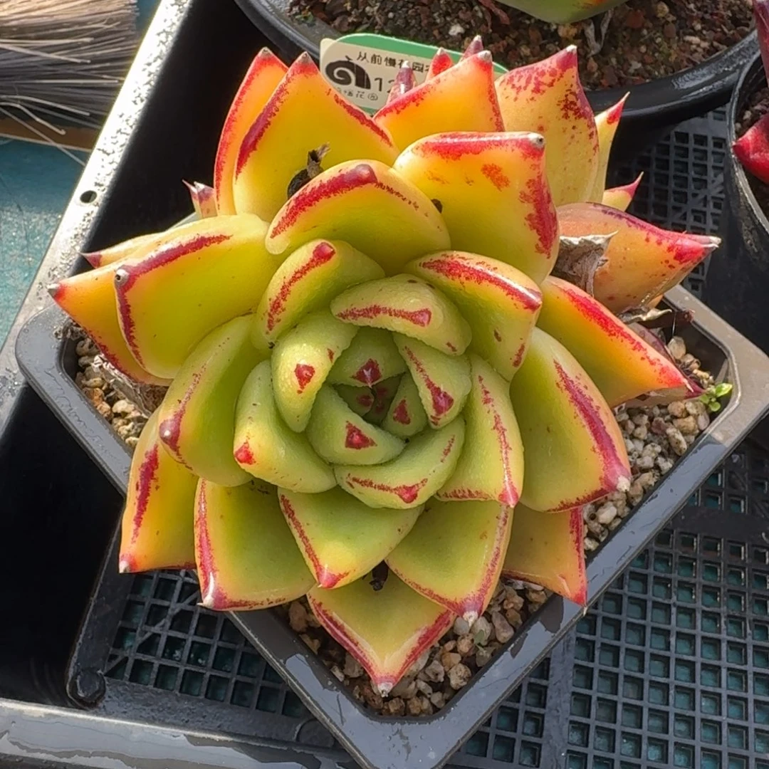 从前慢花园多肉编号1231-62