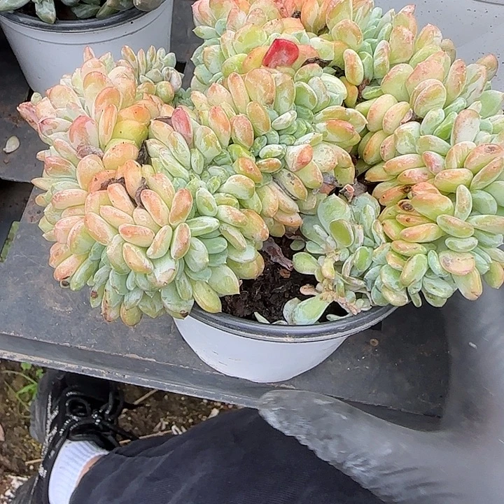 青蛙王子儿童牙膏11