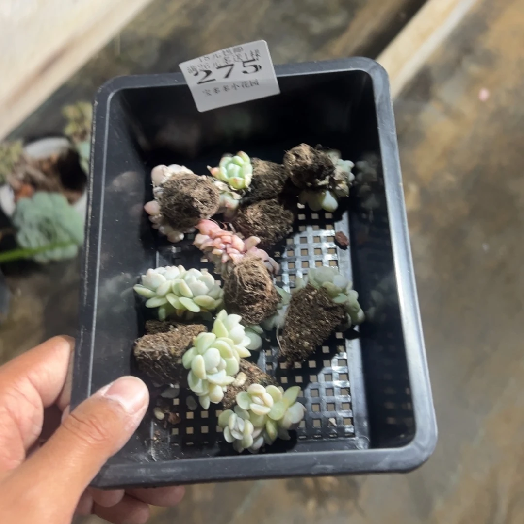 静***谧275号到手一筐一物一拍