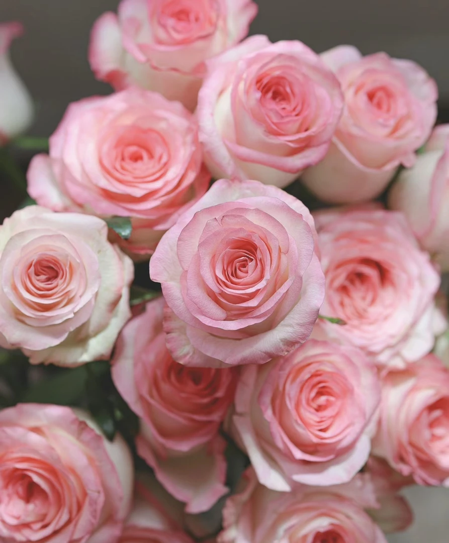 【艾莎玫瑰10支+碎冰蓝10支+草】 收到需醒花 云南基地鲜花直发