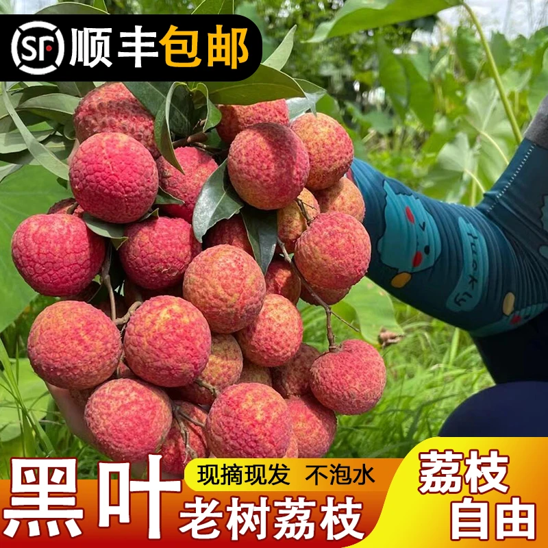 荔枝新鲜现摘现发福建老树黑叶乌叶皮薄肉厚爆甜顺丰冷链包装整箱