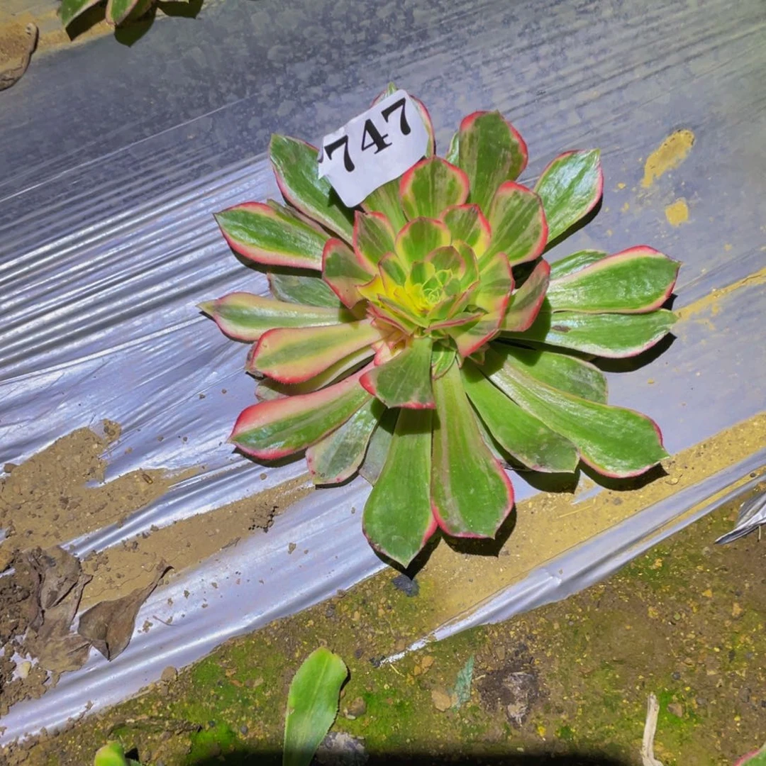 黑魔锦多肉多肉植物747