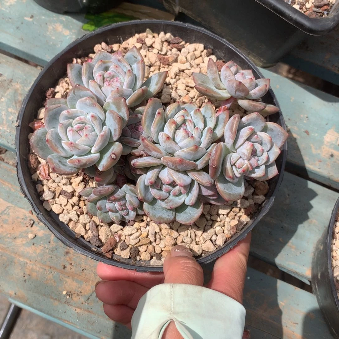 无花朵花花花花花花花花09