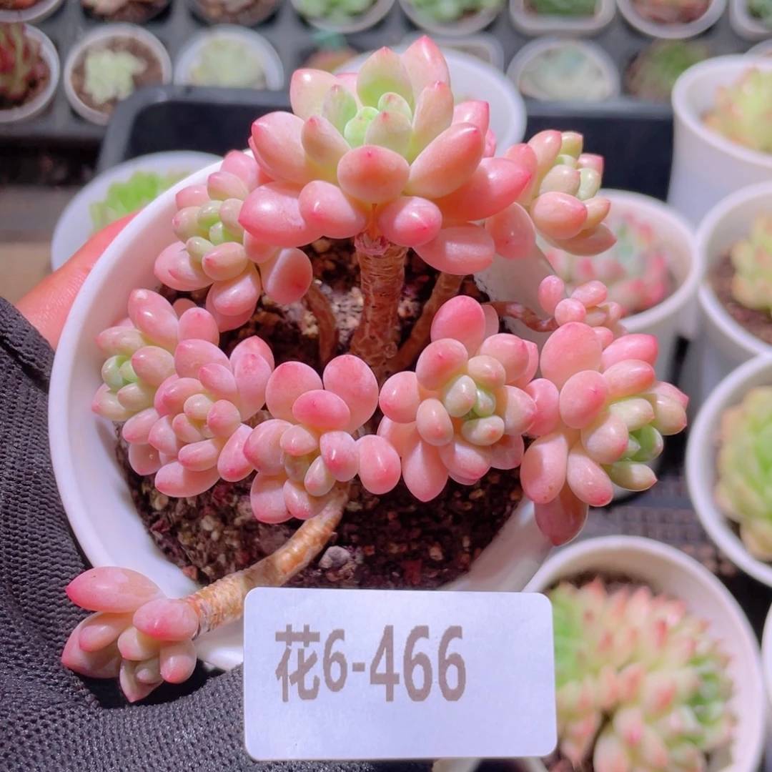 花利美6-466洛可可