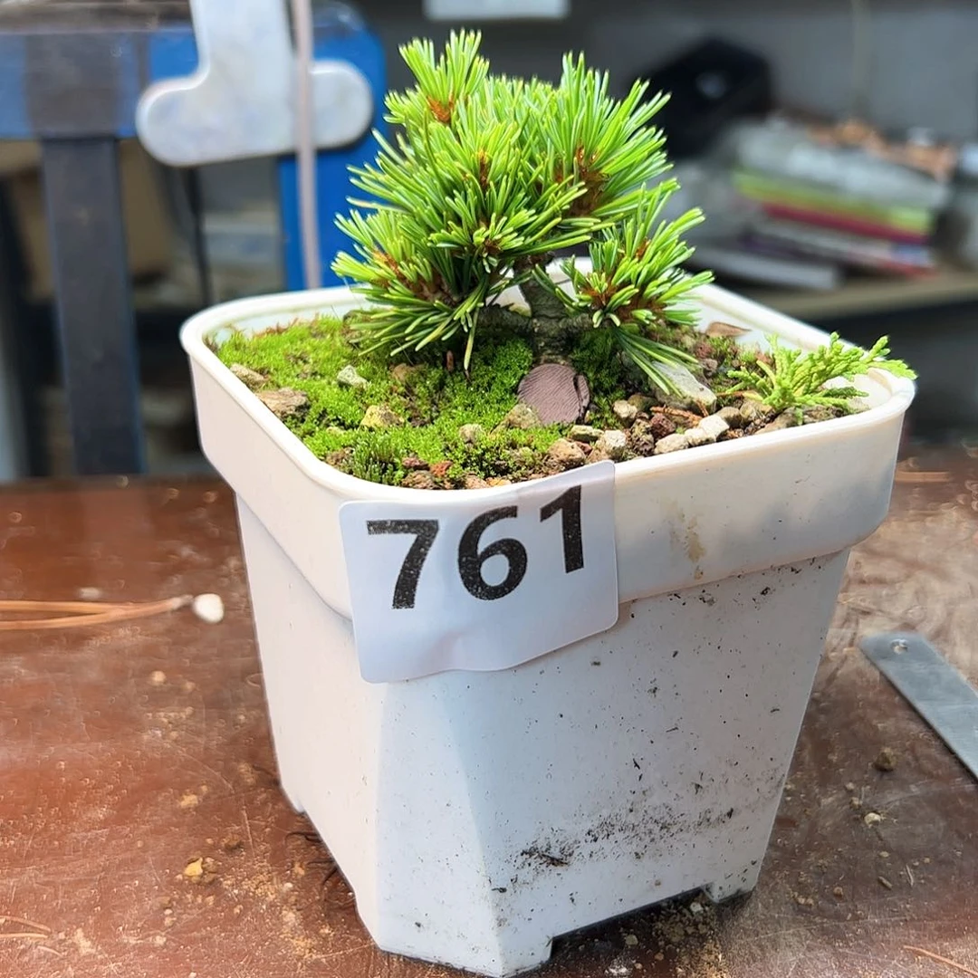 完全开放松树健健康康了