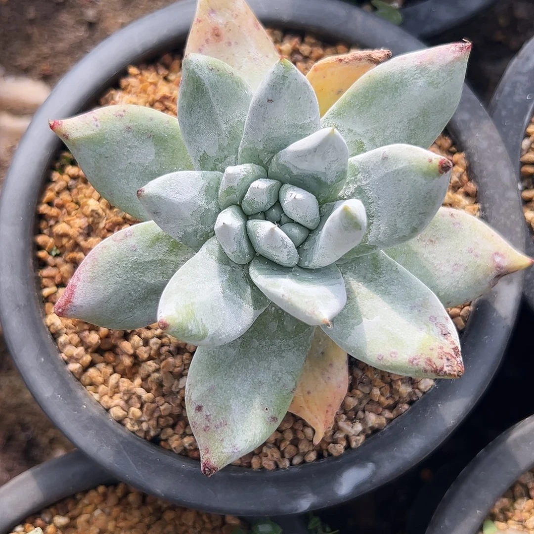 4284牡丹苹果叶仙女杯