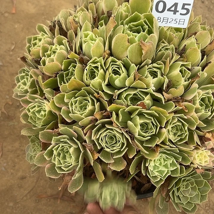 一***金8.25-45女妖多肉植物3